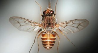 זבוב צה: מבט מלמעלה