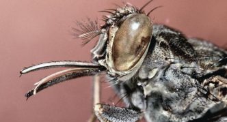 ראש זבוב צה