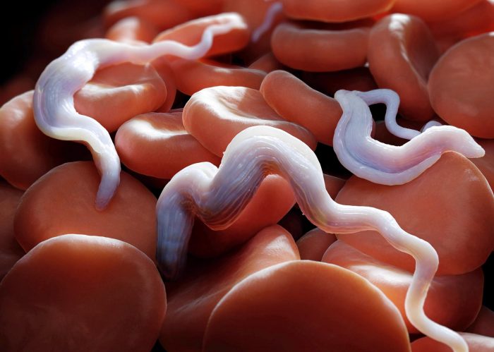 טריפנזומים