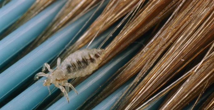 תקריב של זחלי כינה על מסרק