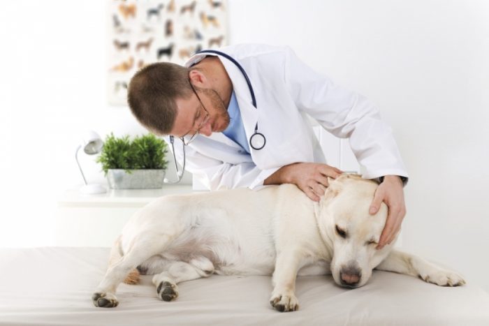 ביקור אצל הווטרינר