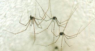 עכבישים ארוכים של אבא