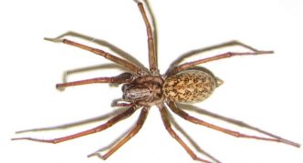 עכביש הנווד