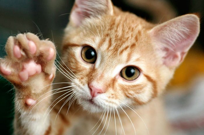 חתלתול ג'ינג'ר