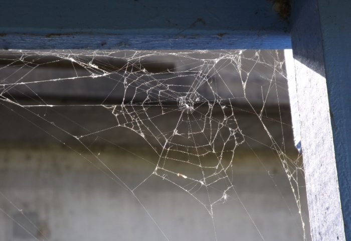 קורי עכביש על החלון