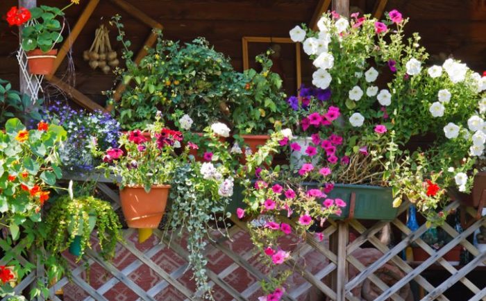 פרחים ליד הבית