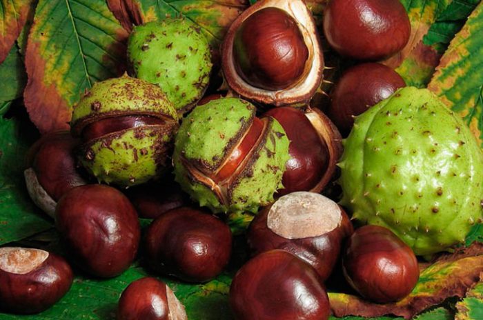 פירות ערמונים