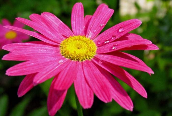 קמומיל קווקזי ורוד