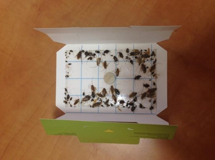 מלכודת דבק נגד ג'וקים