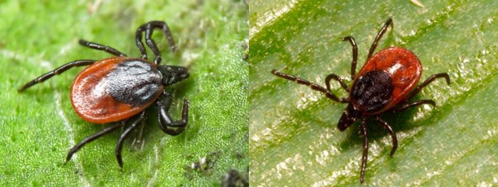 קרצית טייגה וקרצית אירופאית