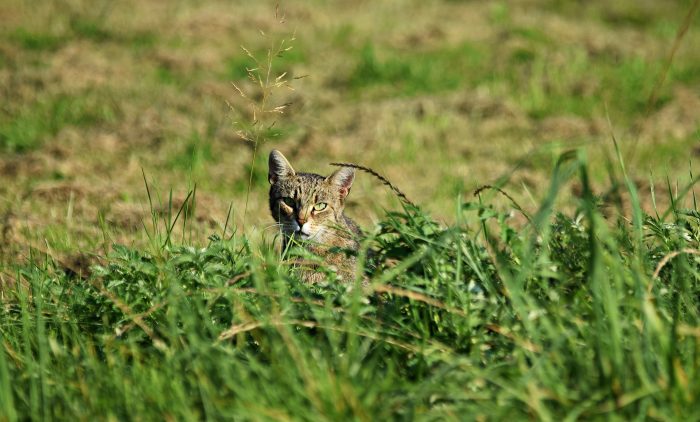 חתול בטבע