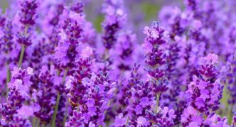 אֲזוֹבִיוֹן