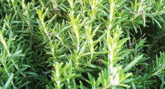 רוֹזמָרִין