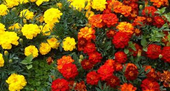 צִפּוֹרנֵי הַחָתוּל