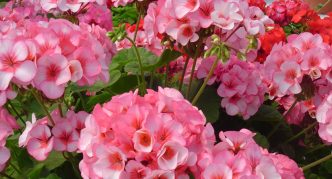 גרניום ורוד