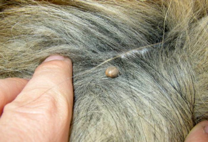 קרציה על בעל חיים