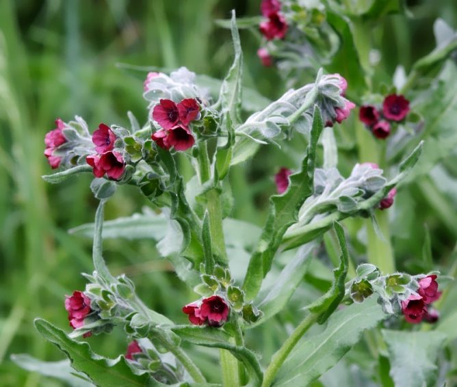שחור רוט בפריחה