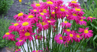 קמומיל דלמאס