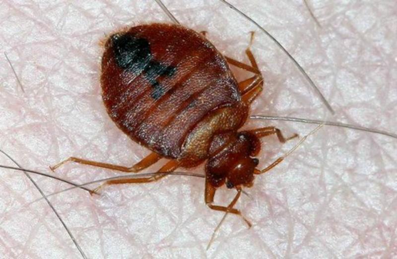 מי הבוס בבית?: איך להילחם בפשפשי מיטה