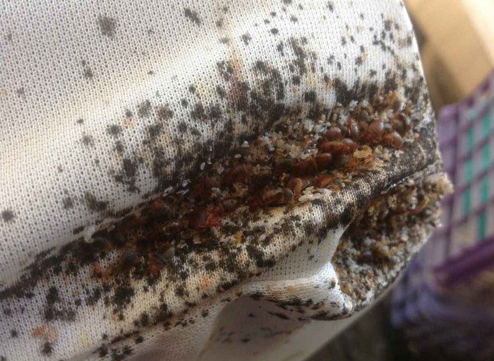 פשפשים על כיסוי רהיט לבן