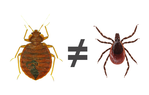 פשפש וקרציה