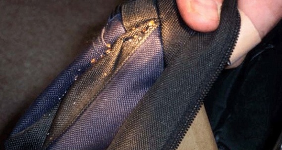 פשפשים על חבורת תיק נסיעות