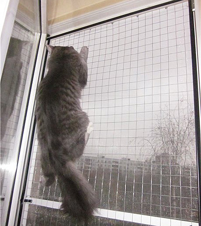 רשת נגד חתולים