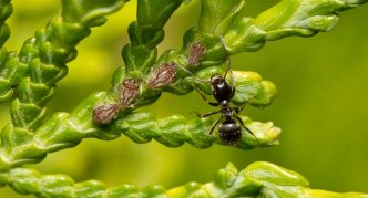 נמלת גינה שחורה