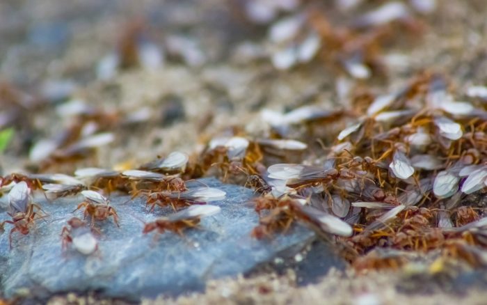 מעוף ההזדווגות של נמלים