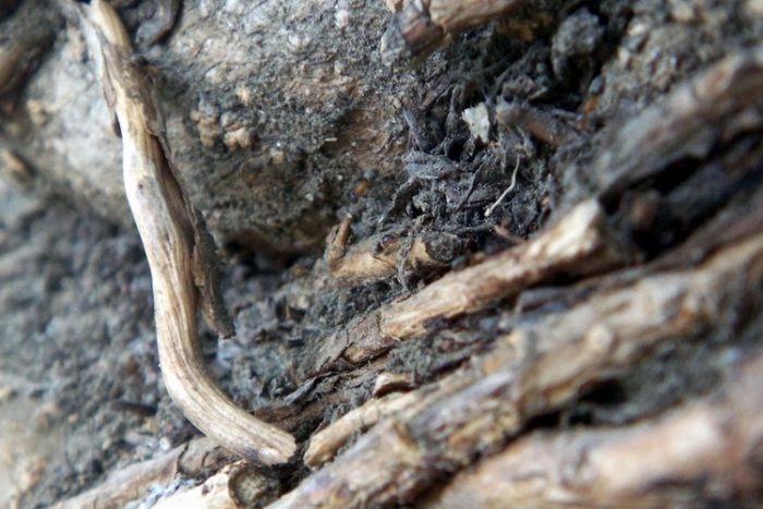 שורשים שנכרסמים על ידי נמלים