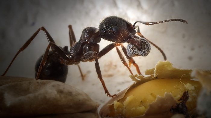 הנמלה אוכלת זרעים