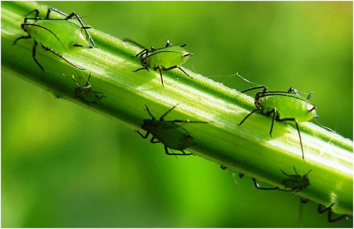 כנימות על צמחים