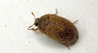 חיפושית שטיח