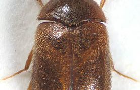 קוז'יד סמירנובה