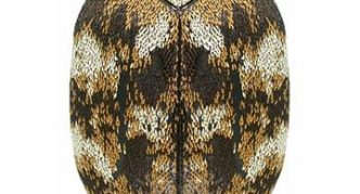 חיפושית שטיחים של מוזיאון (בית)