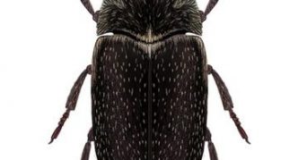 הבוריזה של פריש