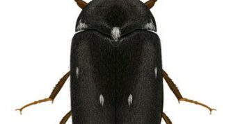 חיפושית פרווה