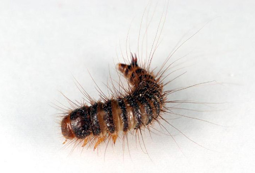 זחל חיפושית העור