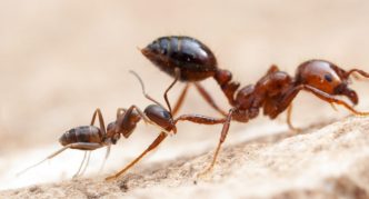 נמלת אש אדומה