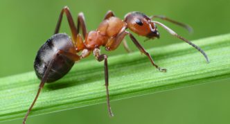 נמלת עץ אדומה