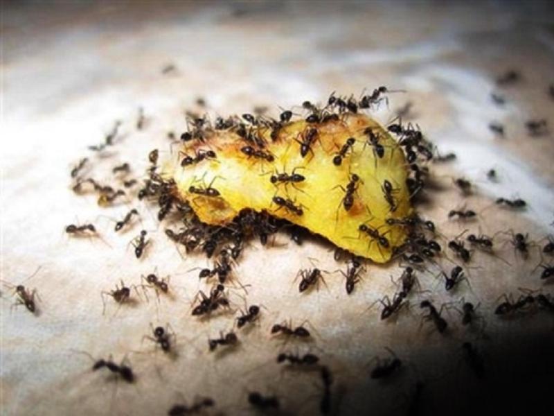 אורחים לא קרואים