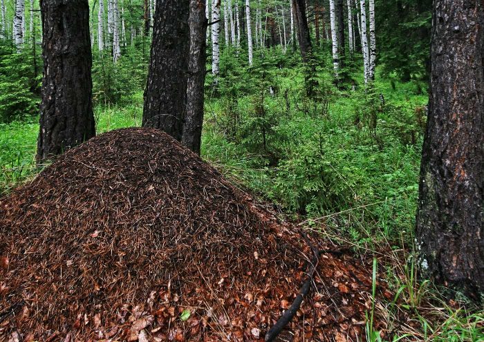 קן נמלים ביער