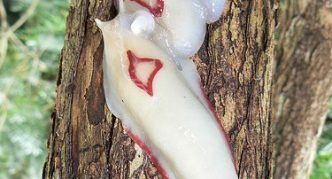 שבלול משולש אדום לבן על גזע