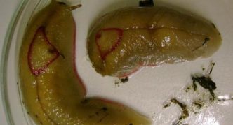 שבלול משולש אדום צהוב