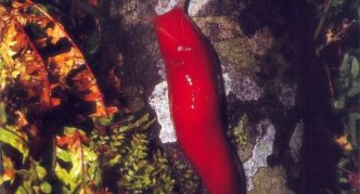 שבלול משולש אדום על עץ