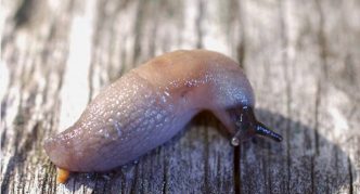 חילזון שדה קטן על עץ