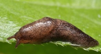 חילזון חרוש על עלה ירוק