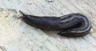 חילזון מפוספס