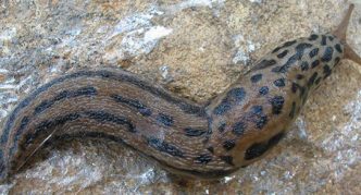 חילזון נמר גדול