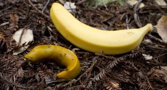 שבלול בננה ובננה על הקרקע